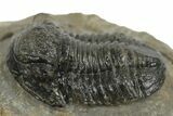Bargain, Detailed Gerastos Trilobite Fossil - Morocco #242726-2